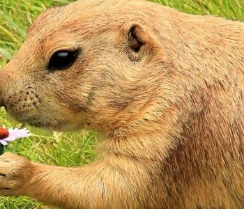 Operation Prairie Dog